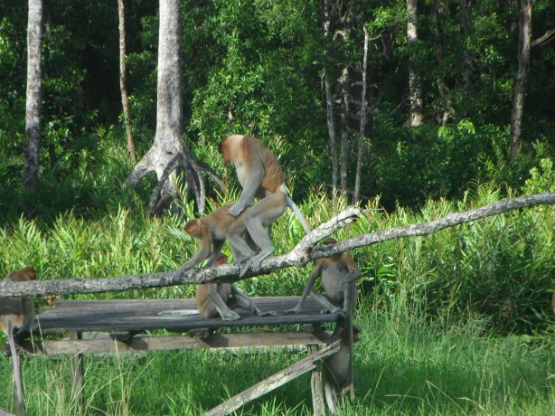 Proboscis monkeys getting it on, Labuk Bay, Borneo